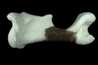 犀腿骨化石 (右前腿骨)藏品圖，第1張